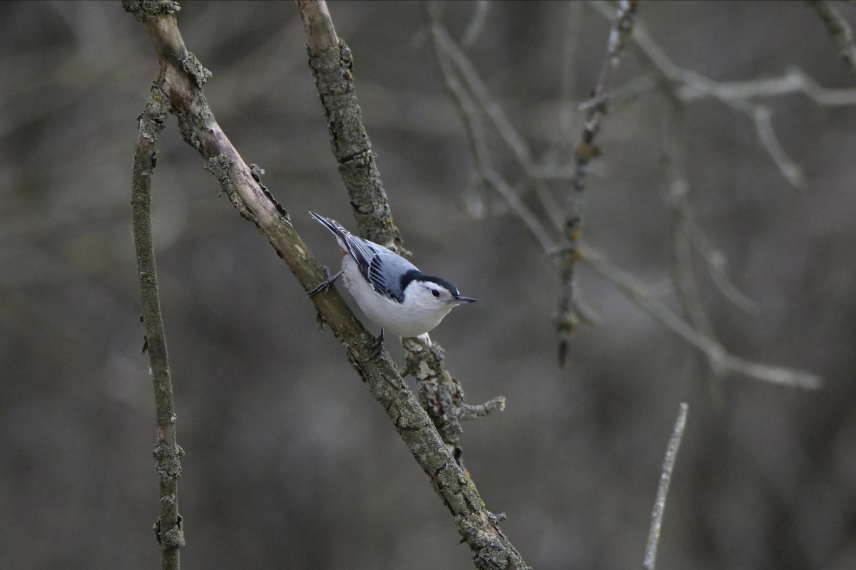 White-breasted Nuthatch - ML618026175