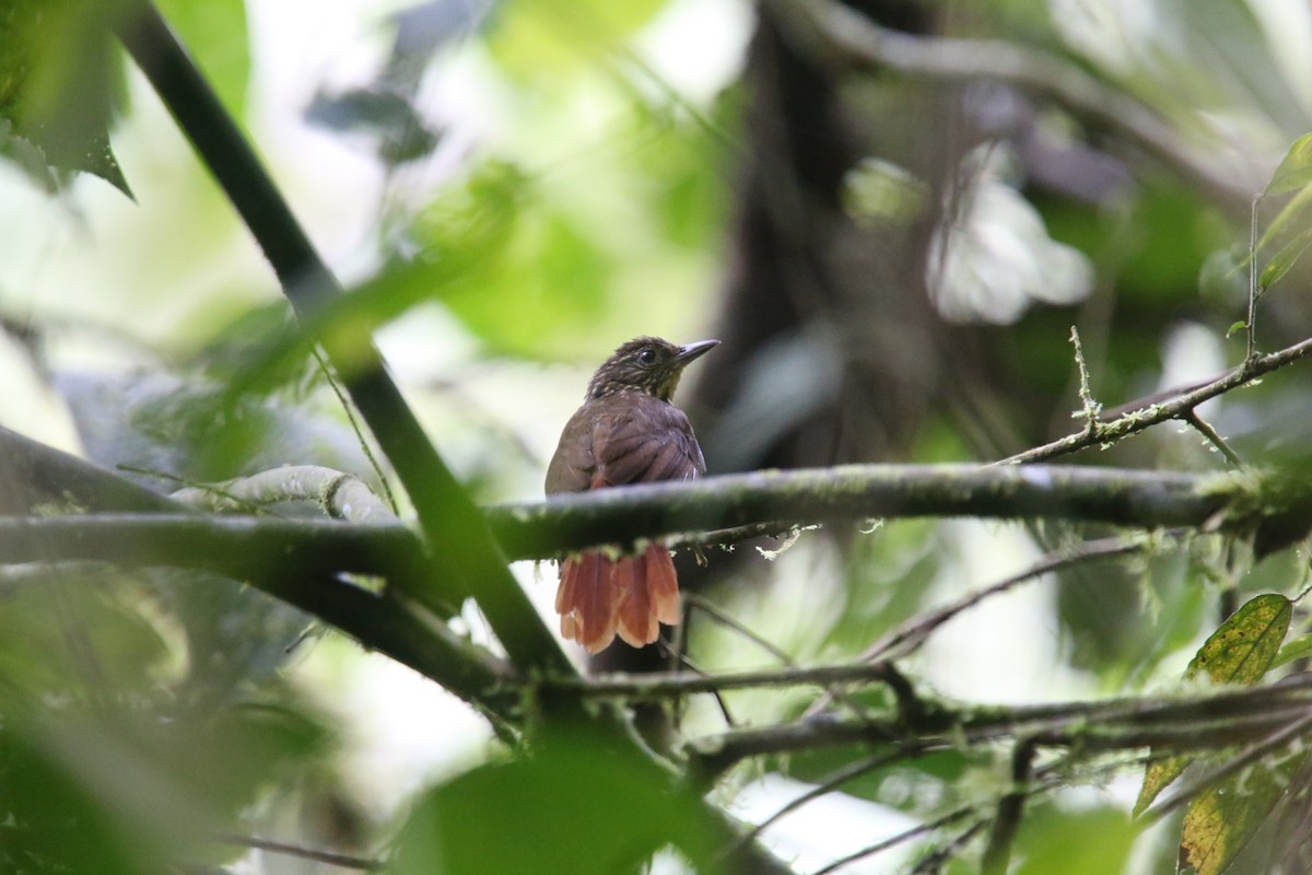 Птах-гончар еквадорський - ML618026178