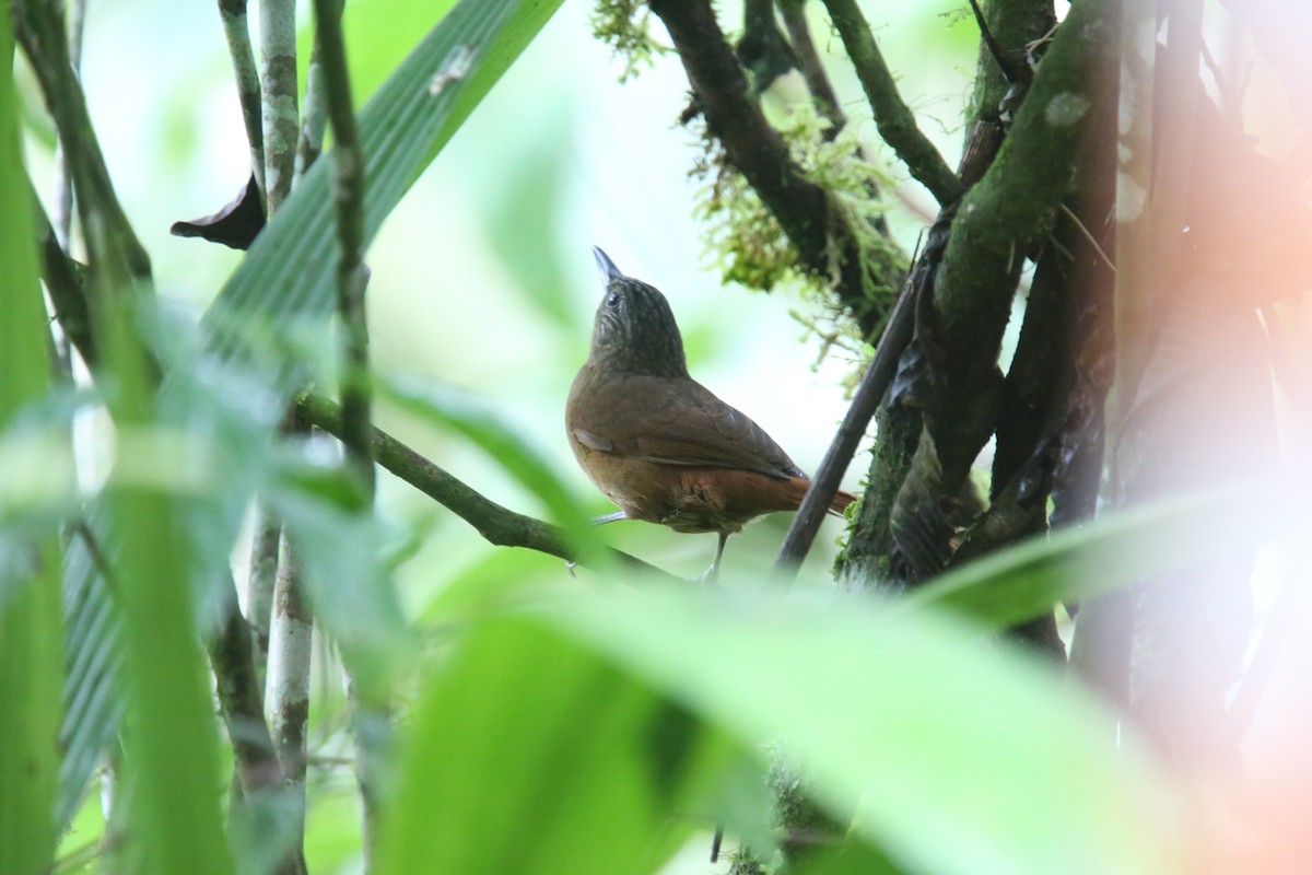 Птах-гончар еквадорський - ML618026179