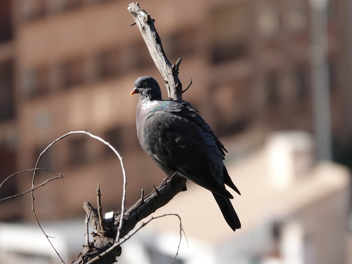 Common Wood-Pigeon - ML618026184