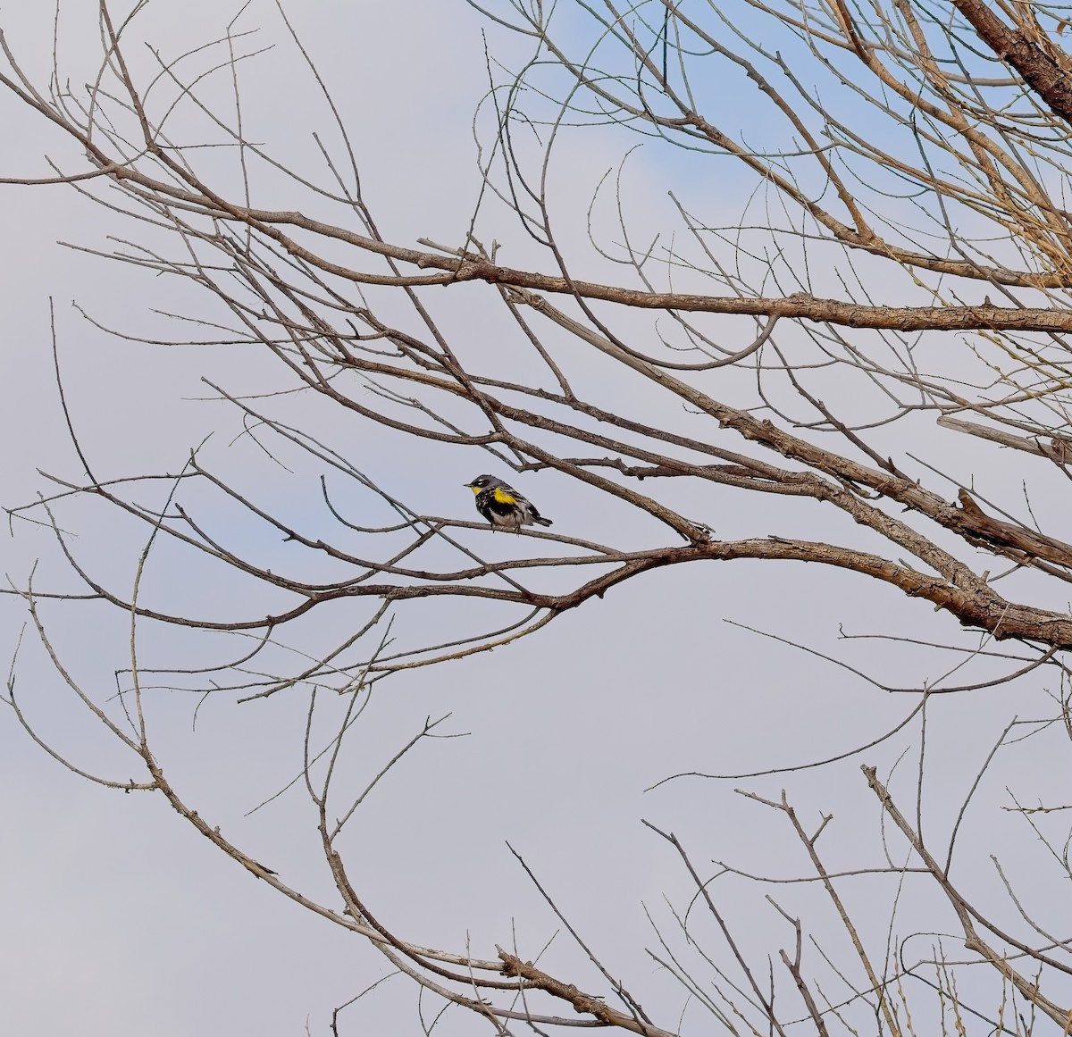Yellow-rumped Warbler - Kurt Warmbier
