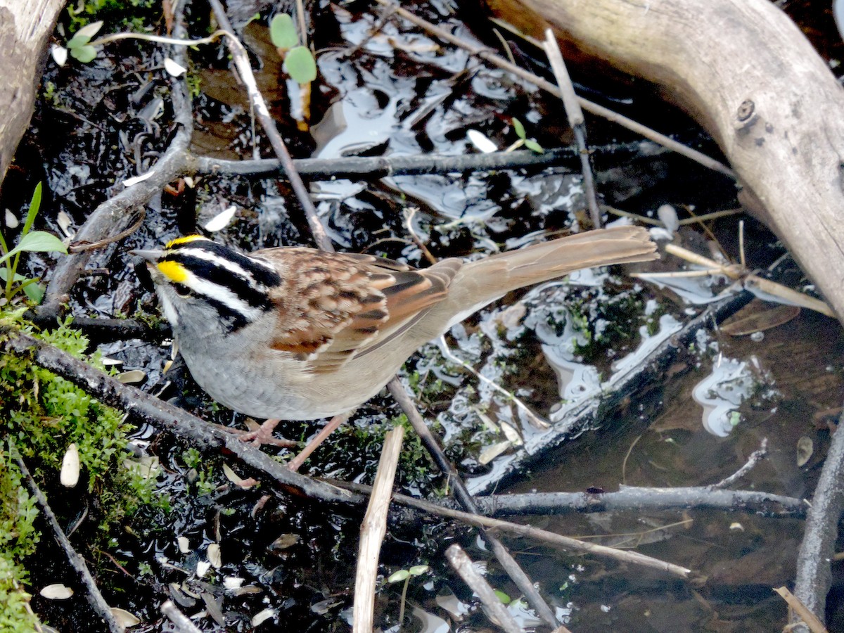 White-throated Sparrow - Jacob Lasci