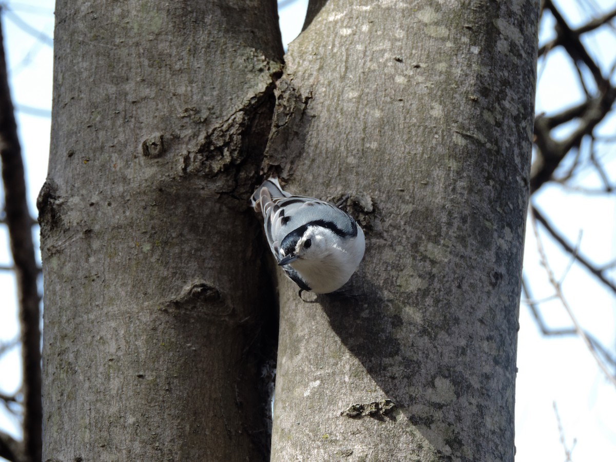 White-breasted Nuthatch - Jacob Lasci