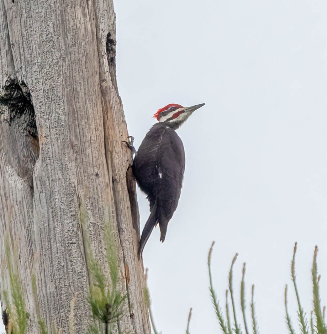 Pileated Woodpecker - Eric Bodker