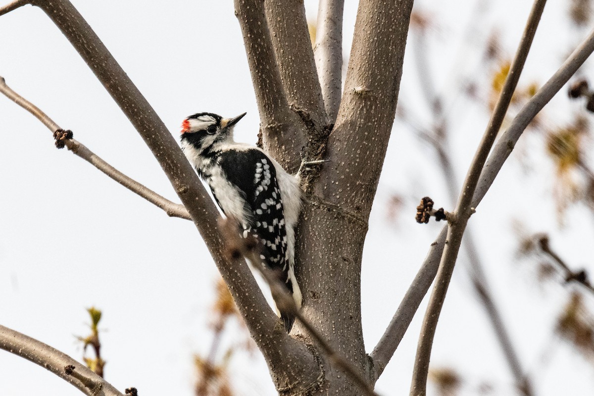 Downy Woodpecker - FELIX-MARIE AFFA'A