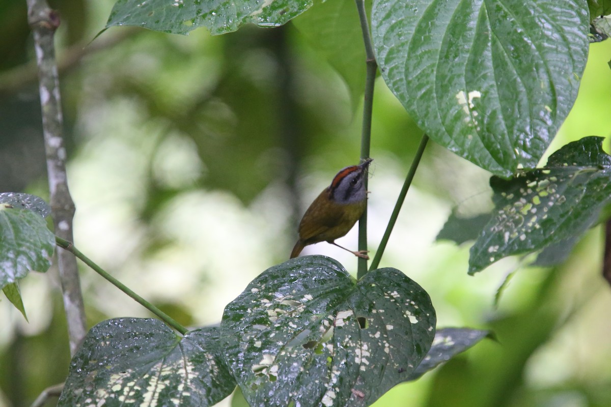 Russet-crowned Warbler - ML618026336