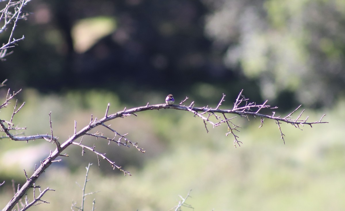 Costa's Hummingbird - carla dantonio