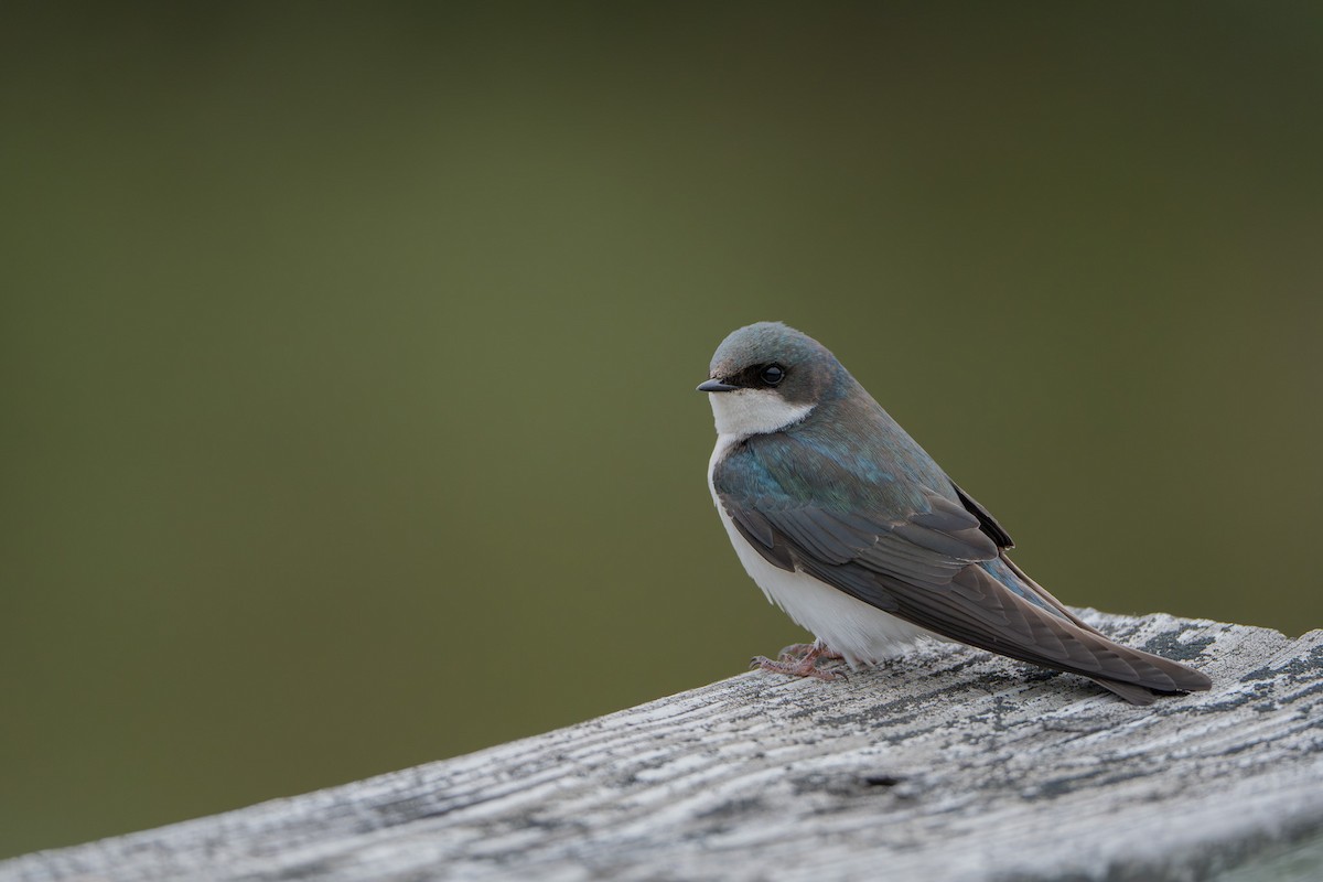 Tree Swallow - Kerry Snyder