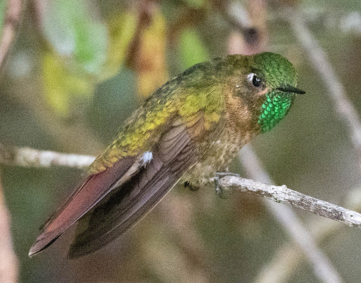 Tyrian Metaltail - ML618026372