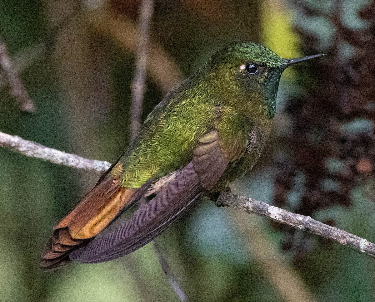 kolibřík dřišťálový - ML618026373