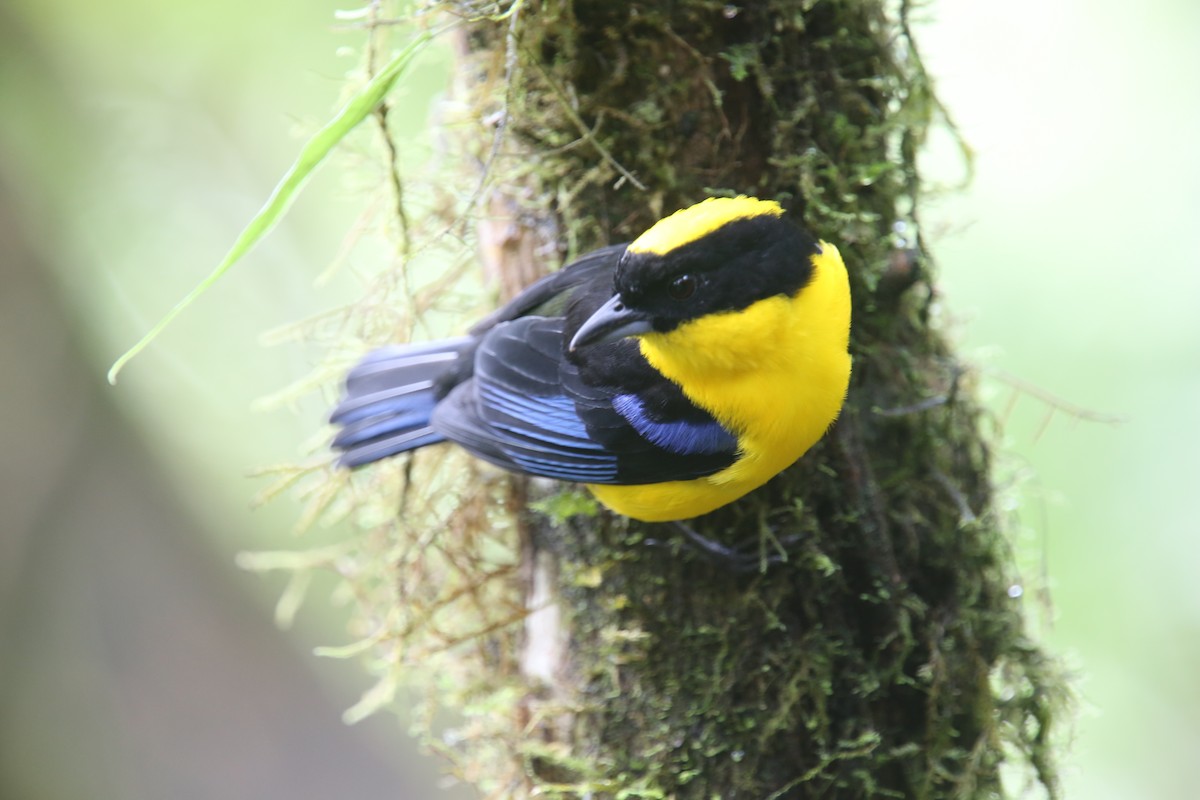 Blue-winged Mountain Tanager - ML618026403
