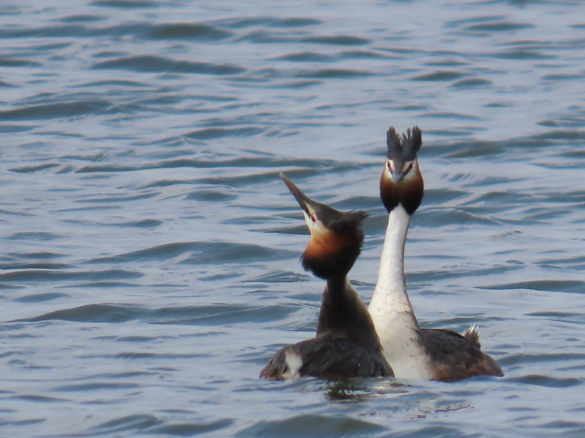Great Crested Grebe - ML618026411