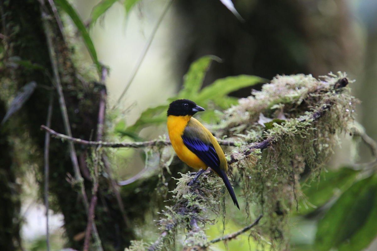 Black-chinned Mountain Tanager - ML618026415