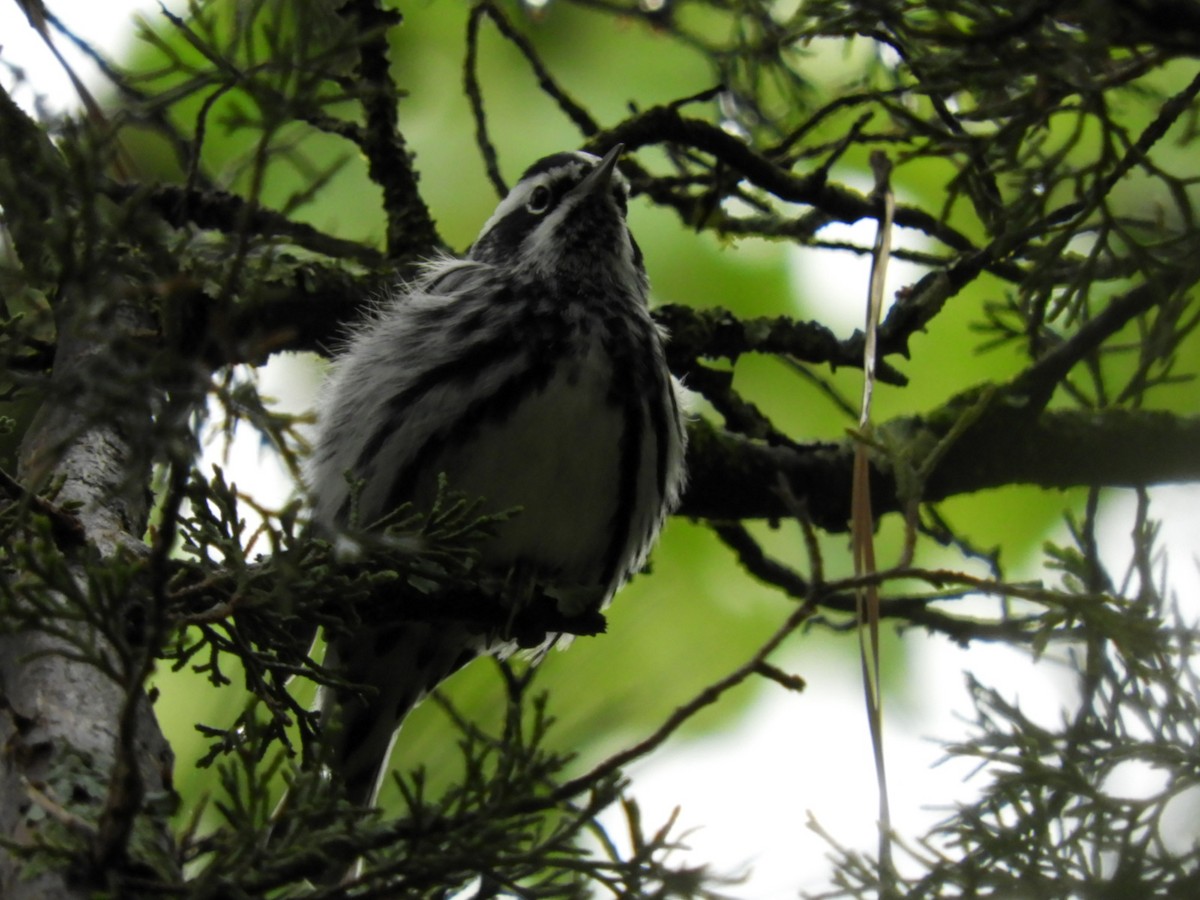 Black-and-white Warbler - Larenda Donovan