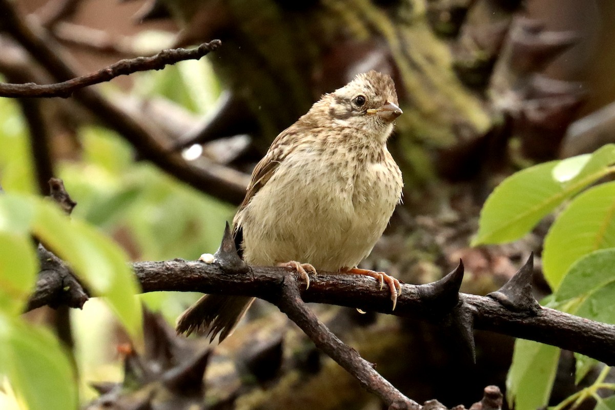Rufous-collared Sparrow - ML618026441