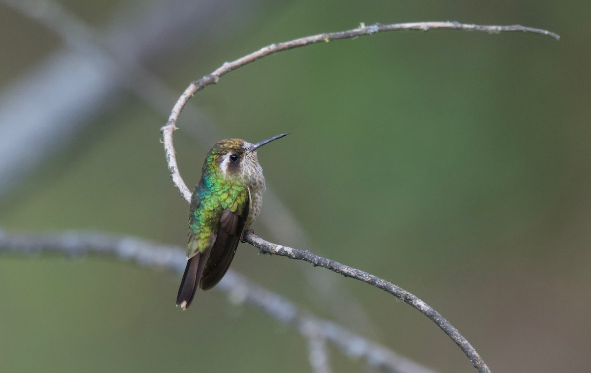 Speckled Hummingbird - ML618026450
