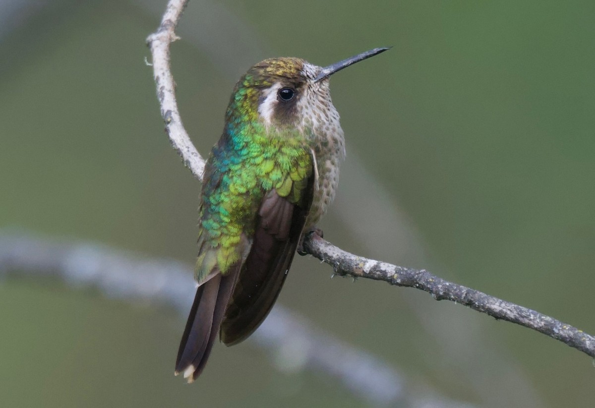 Speckled Hummingbird - Ken Rosenberg