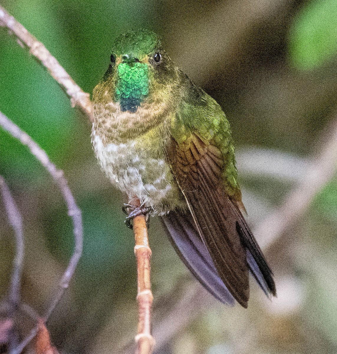 kolibřík dřišťálový - ML618026461