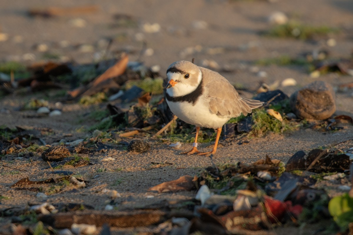 Piping Plover - ML618026469