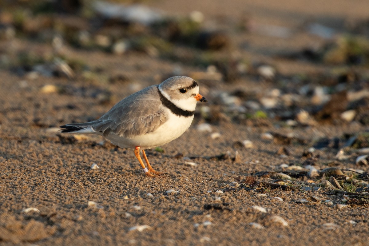 Piping Plover - ML618026470