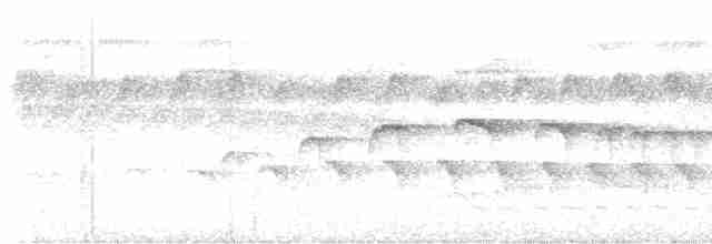 Kurzschwanz-Ameisenschlüpfer (ignota) - ML618026474