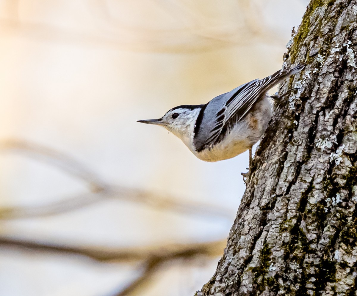 White-breasted Nuthatch - ML618026487