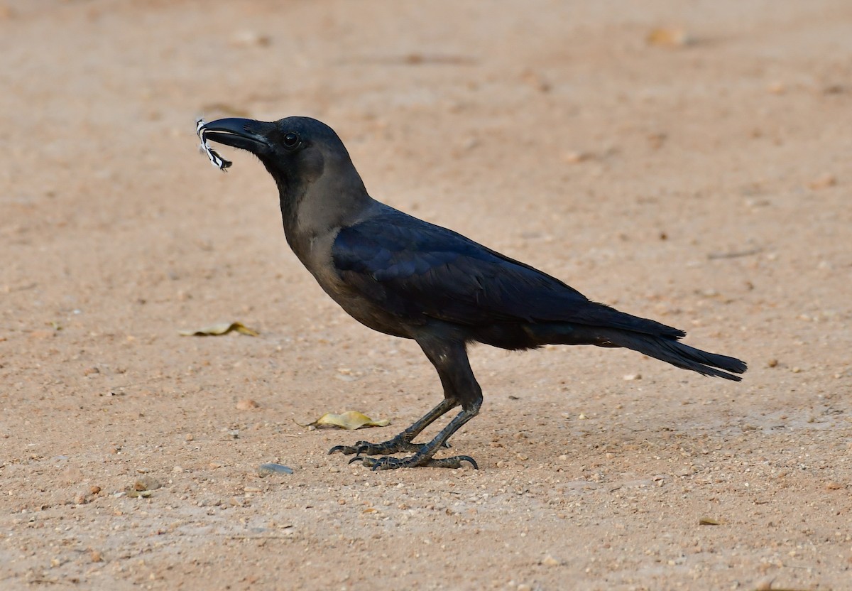 House Crow - Watter AlBahry
