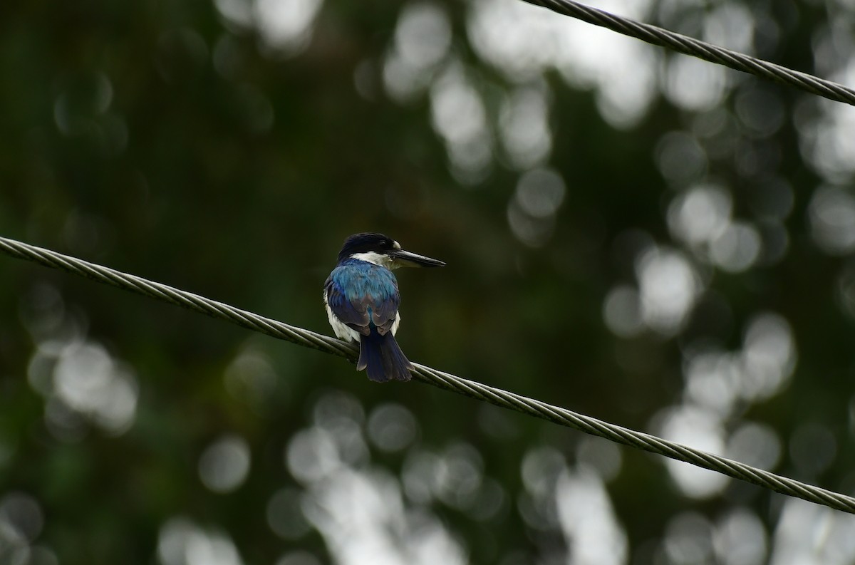 Forest Kingfisher - Sabine Decamp