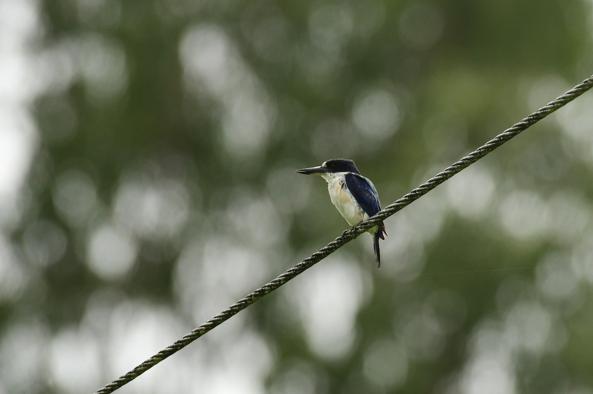 Forest Kingfisher - ML618026600