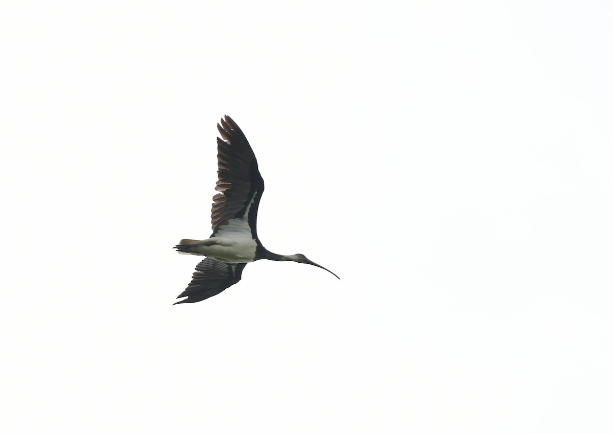Straw-necked Ibis - Sabine Decamp