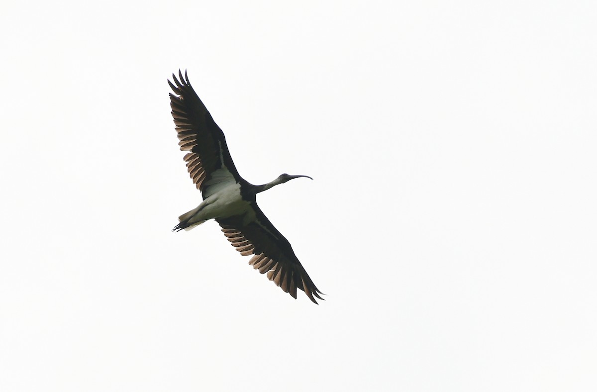 Straw-necked Ibis - Sabine Decamp