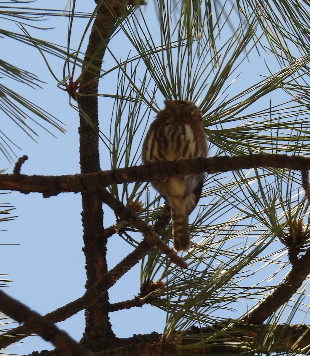 Northern Pygmy-Owl (Mountain) - ML618026615