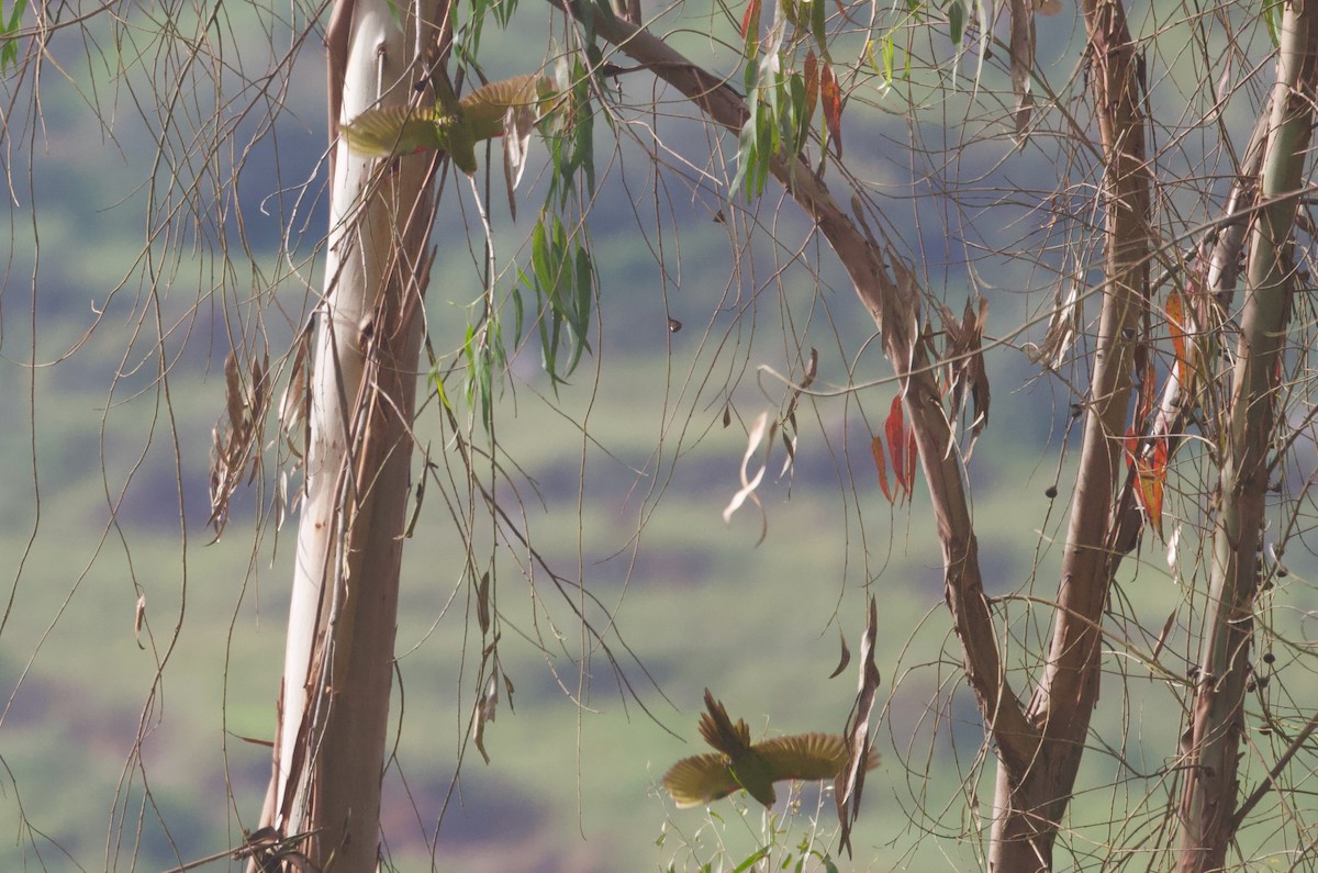 Güneyli Wagler Papağanı - ML618026619
