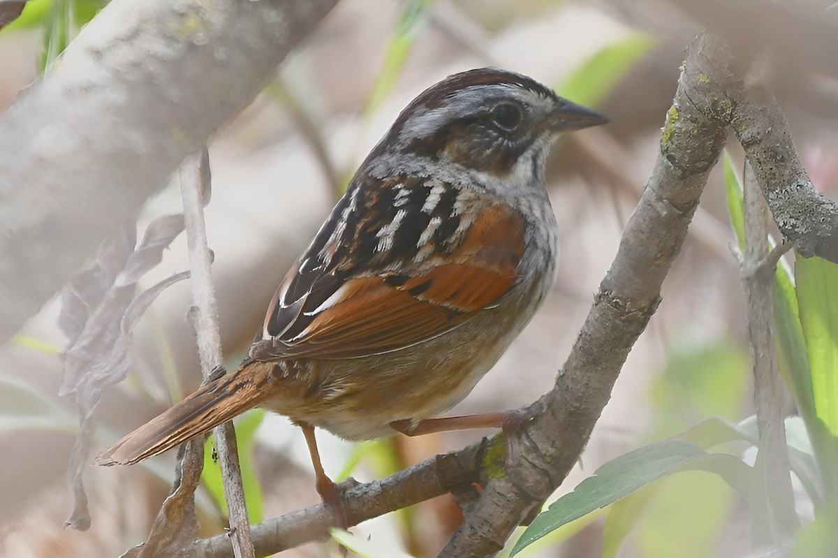 Swamp Sparrow - ML618026620