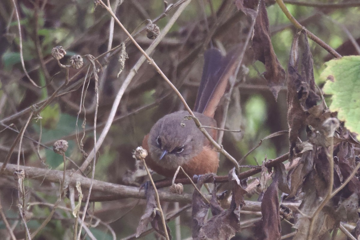 Russet-bellied Spinetail - ML618026632