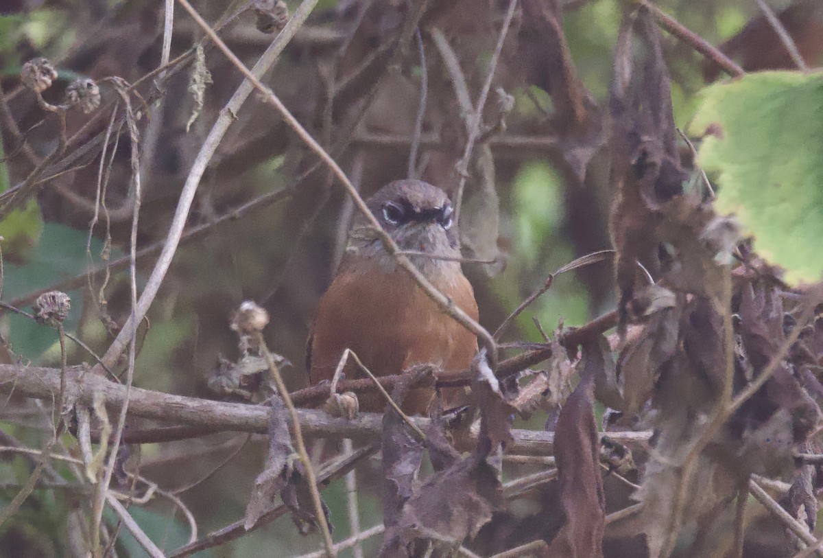 Russet-bellied Spinetail - ML618026633