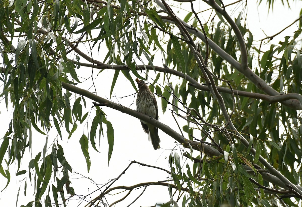 Australasian Figbird - Sabine Decamp