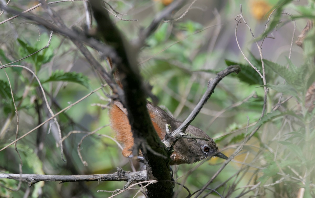 Russet-bellied Spinetail - ML618026649