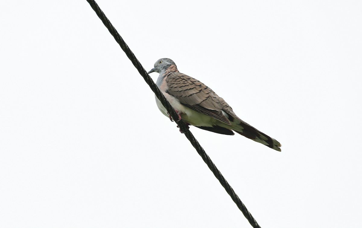 Bar-shouldered Dove - ML618026653