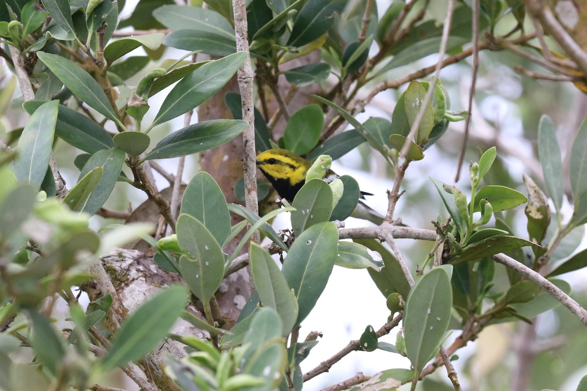 Black-throated Green Warbler - Loch Kilpatrick