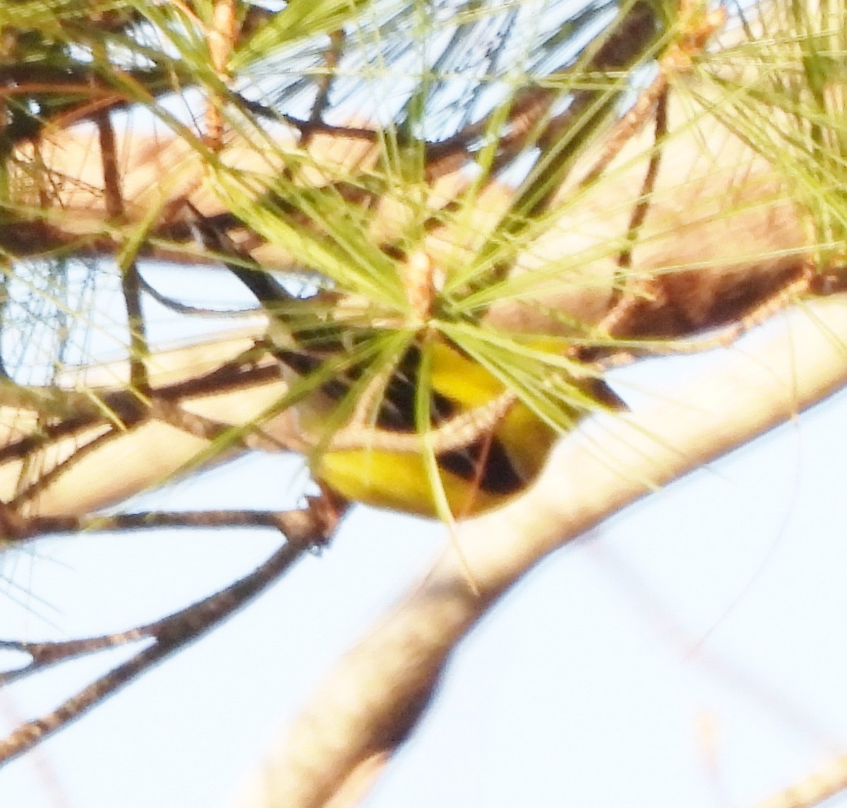 American Goldfinch - ML618026668