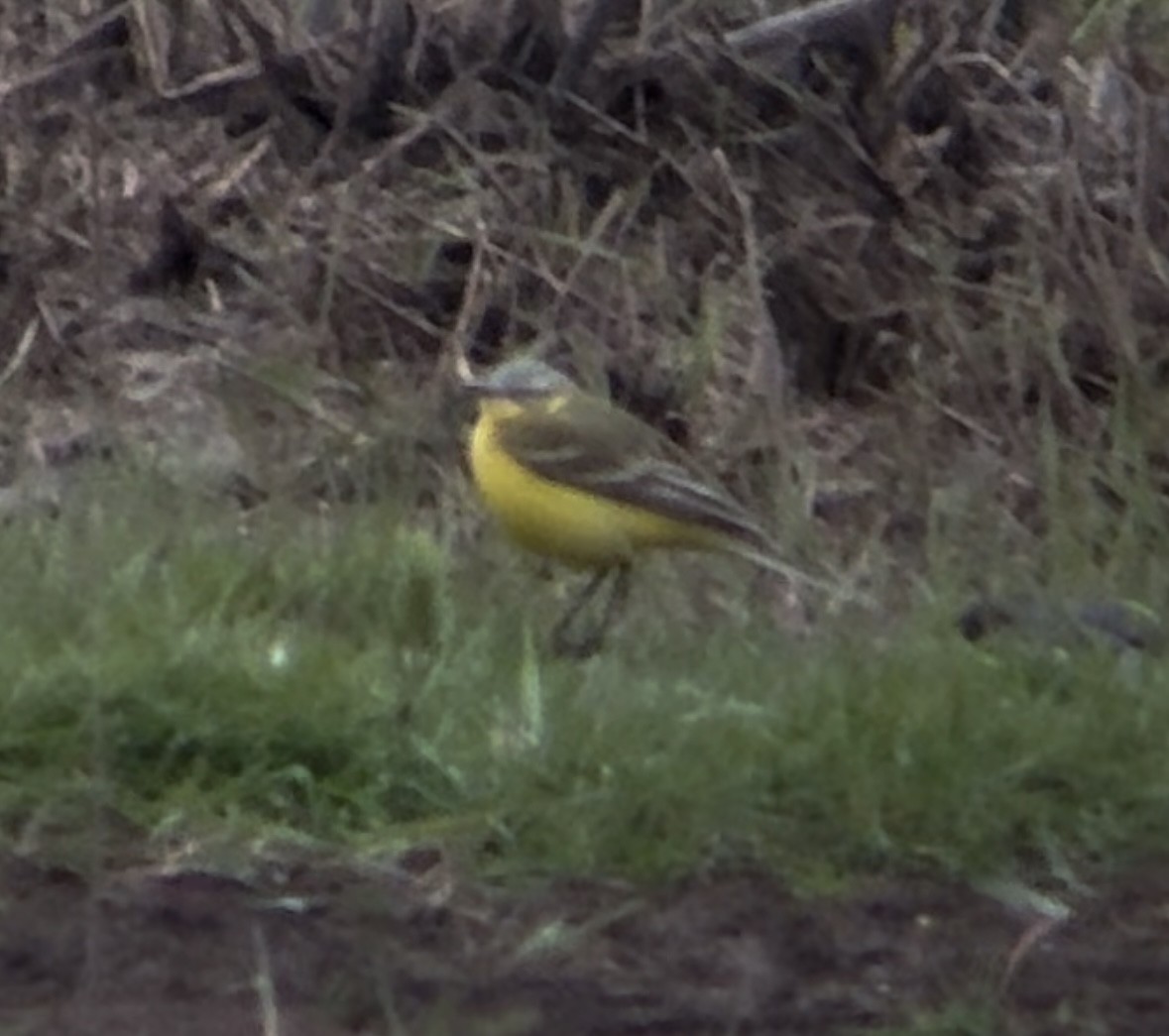 Western Yellow Wagtail (Channel Wagtail intergrade) - ML618026727