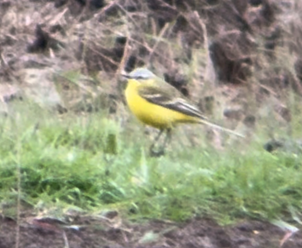 Western Yellow Wagtail (Channel Wagtail intergrade) - ML618026728