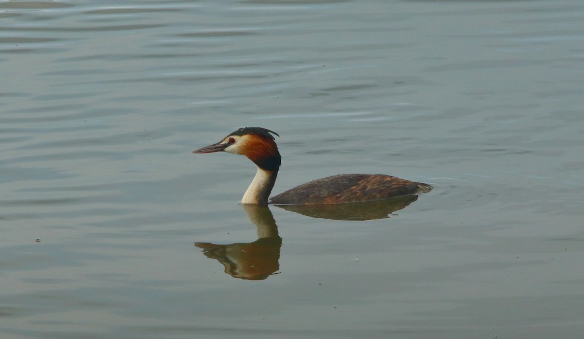 Great Crested Grebe - ML618026734