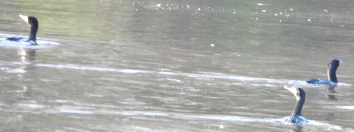 Double-crested Cormorant - alan murray
