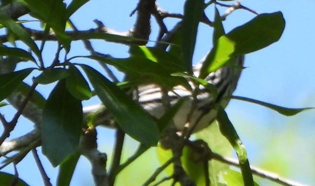 Black-and-white Warbler - ML618026750