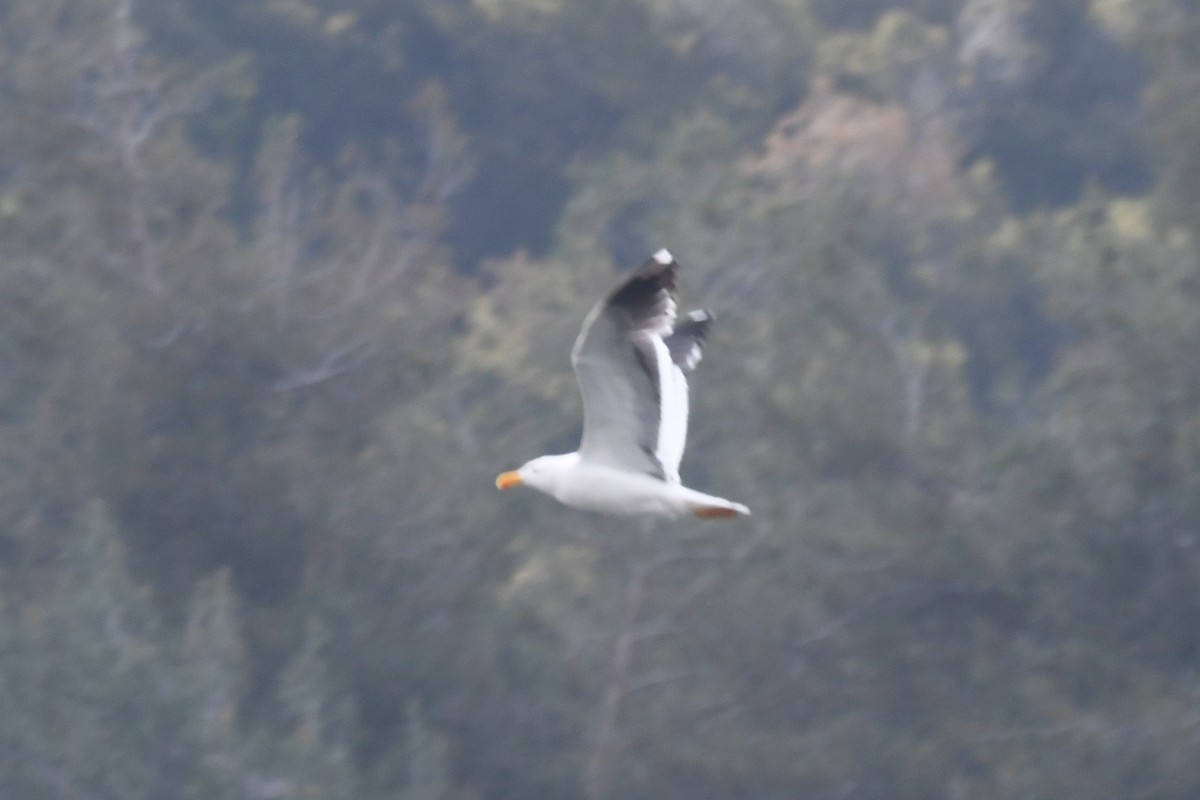 Yellow-footed Gull - ML618026754