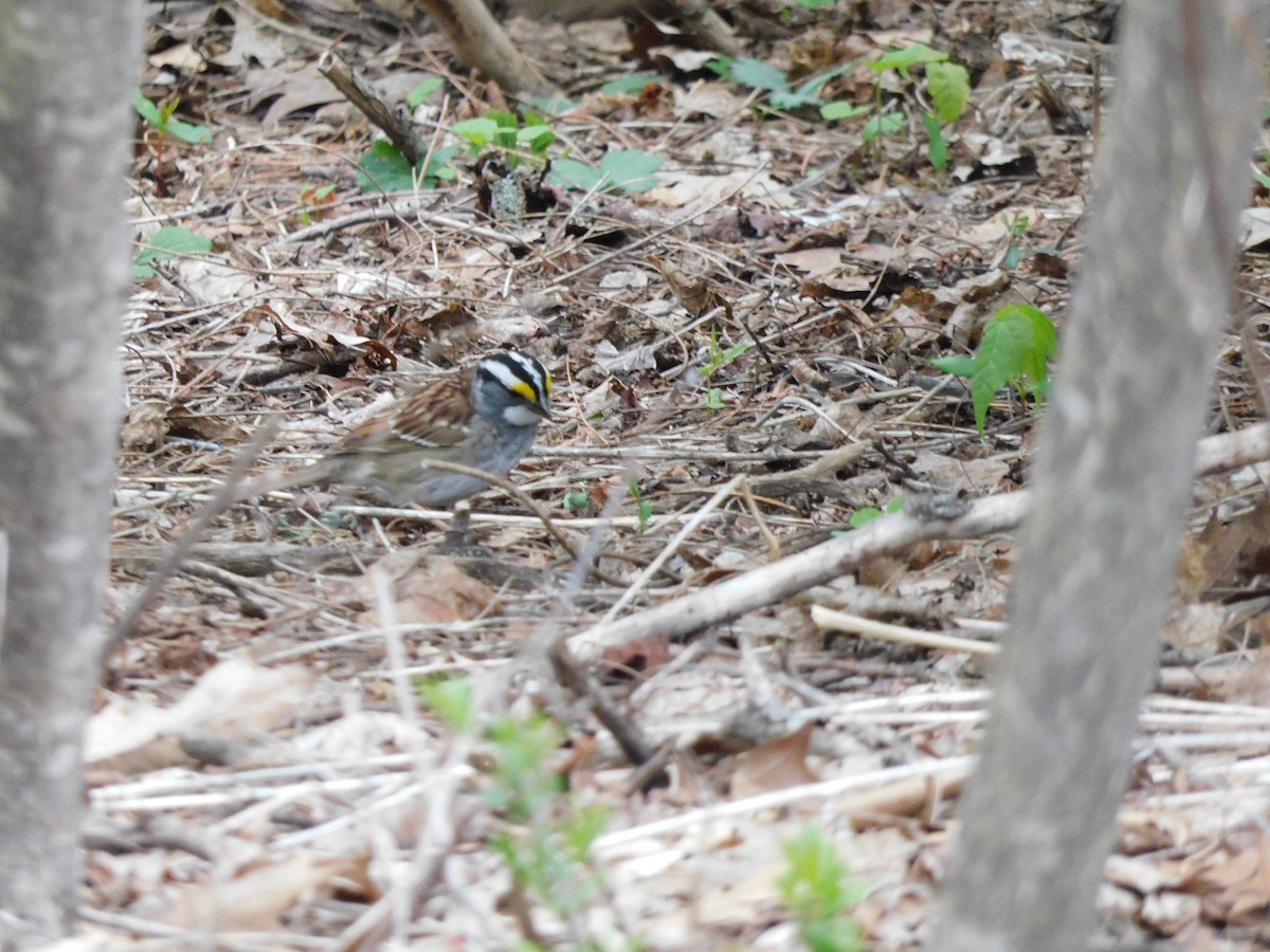 White-throated Sparrow - ML618026775