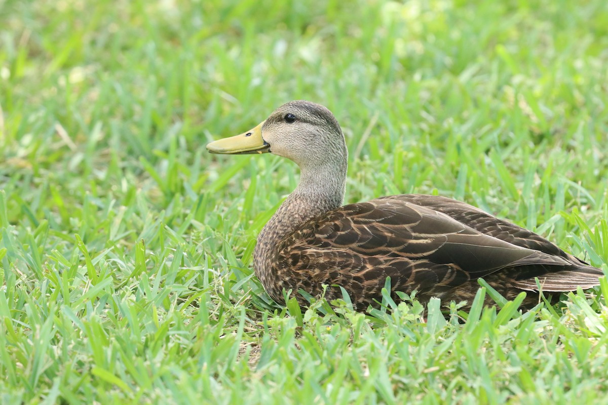 Mottled Duck - Loch Kilpatrick