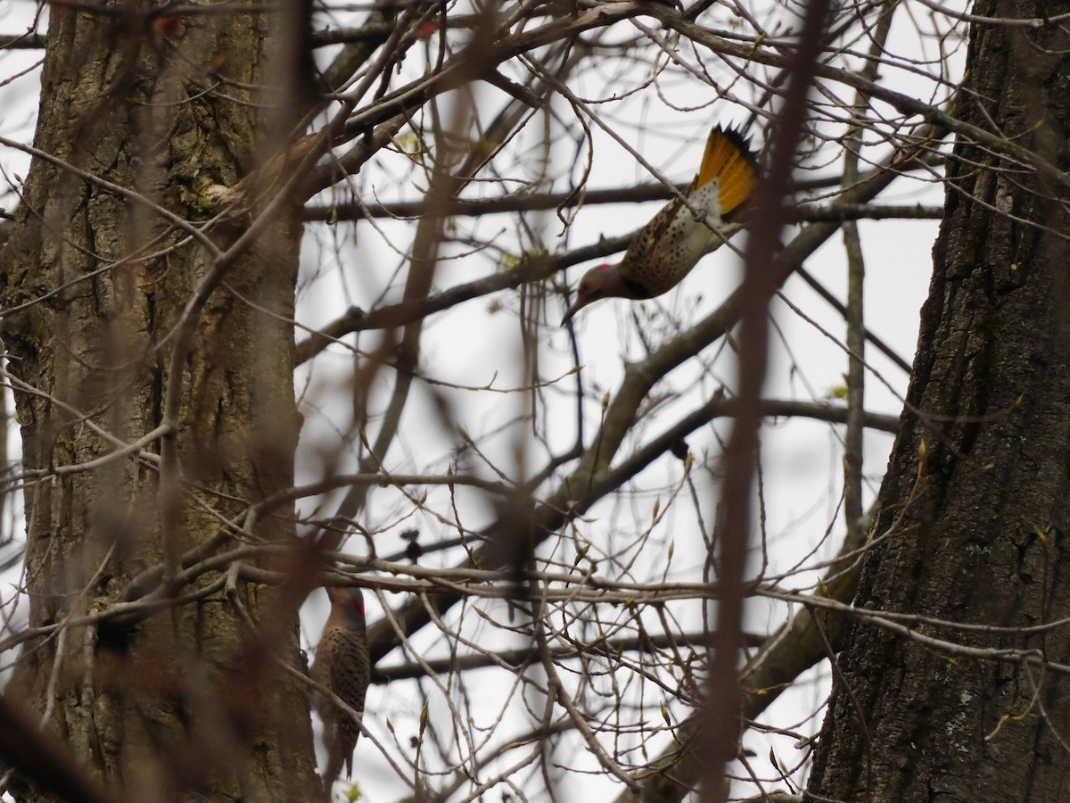 Northern Flicker (Yellow-shafted) - ML618026817